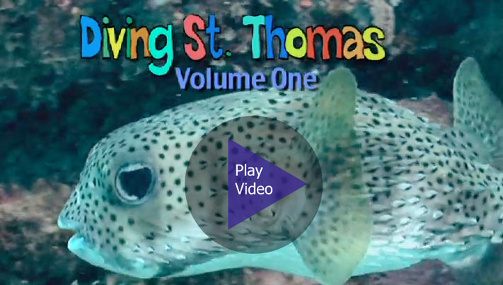 Watch Diving St. Thomas DVD Preview Video